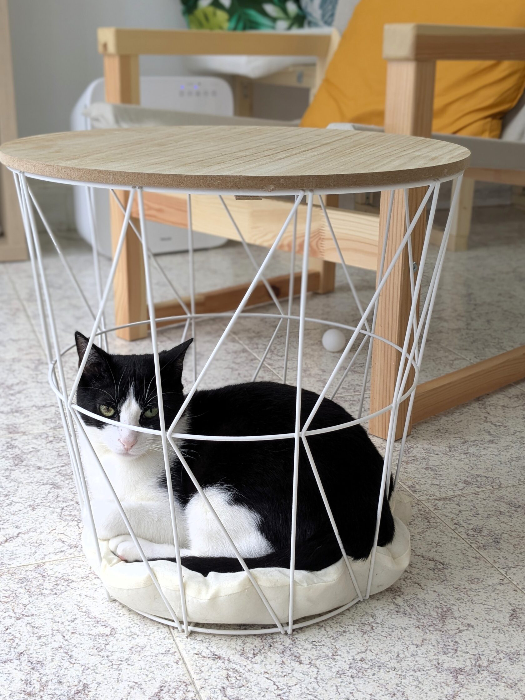 Gato descansando en La Gatería Miaumigo